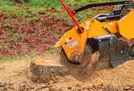 Best Stump Grinding and Removal  in Signal Hill, CA
