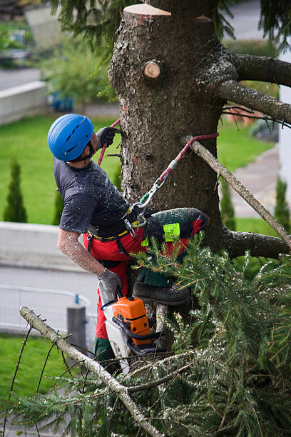 Best Tree Disease Treatment  in Signal Hill, CA