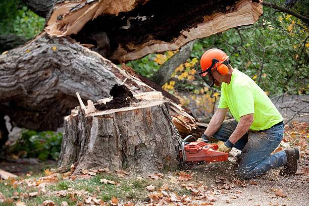 Best Tree Maintenance Programs  in Signal Hill, CA
