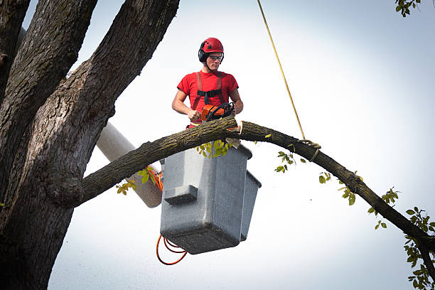 Best Root Management and Removal  in Signal Hill, CA
