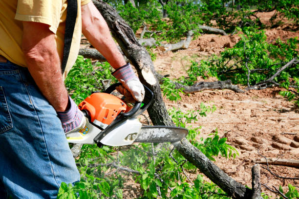 How Our Tree Care Process Works  in  Signal Hill, CA